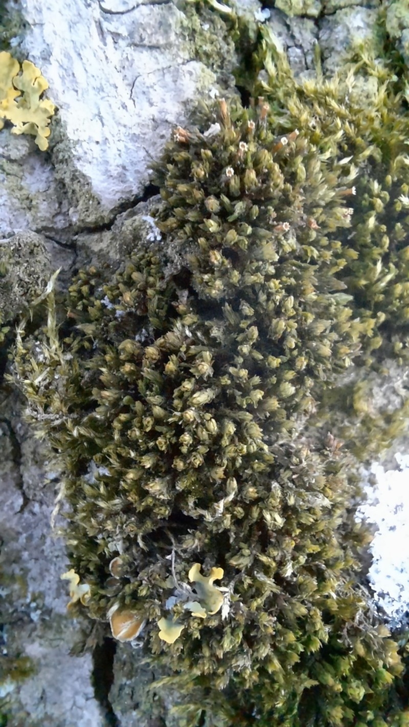Orthotrichum Moss photo 7