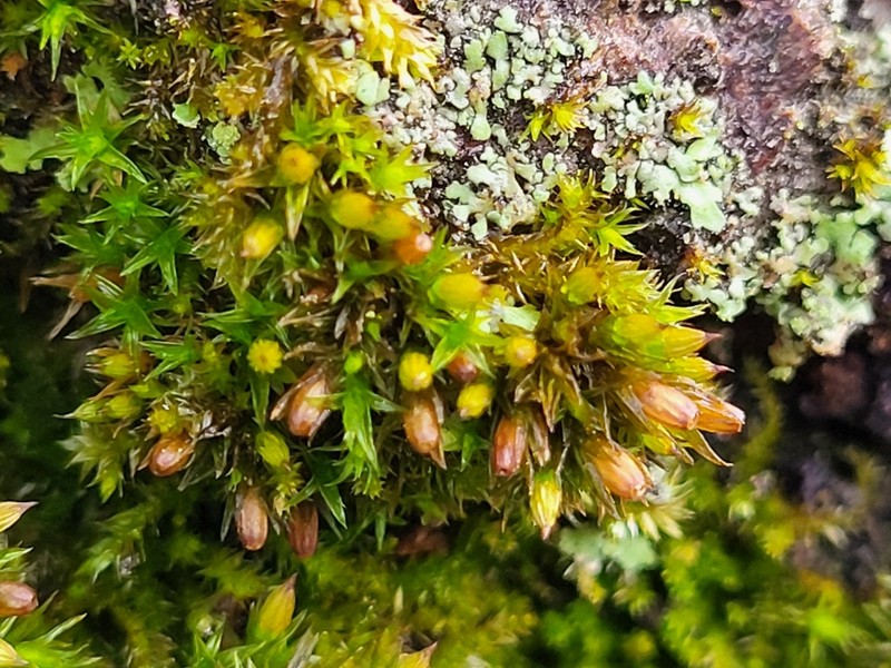 Orthotrichum Moss photo 8