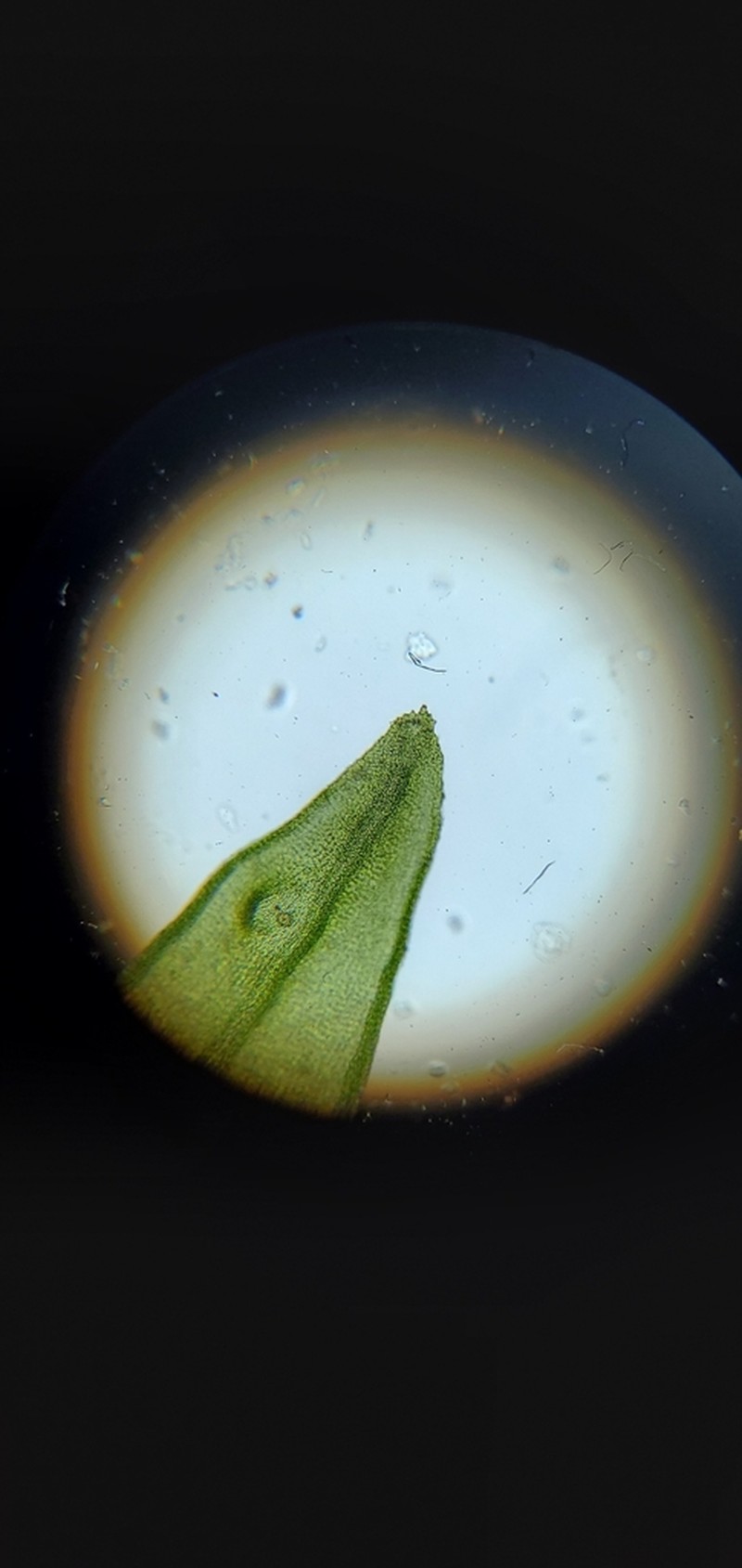 Orthotrichum Moss