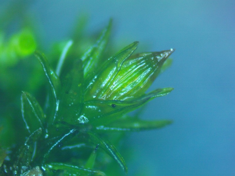 Orthotrichum Moss photo 2