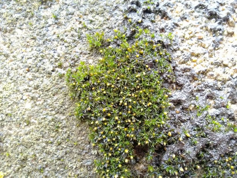 Orthotrichum Moss photo 3