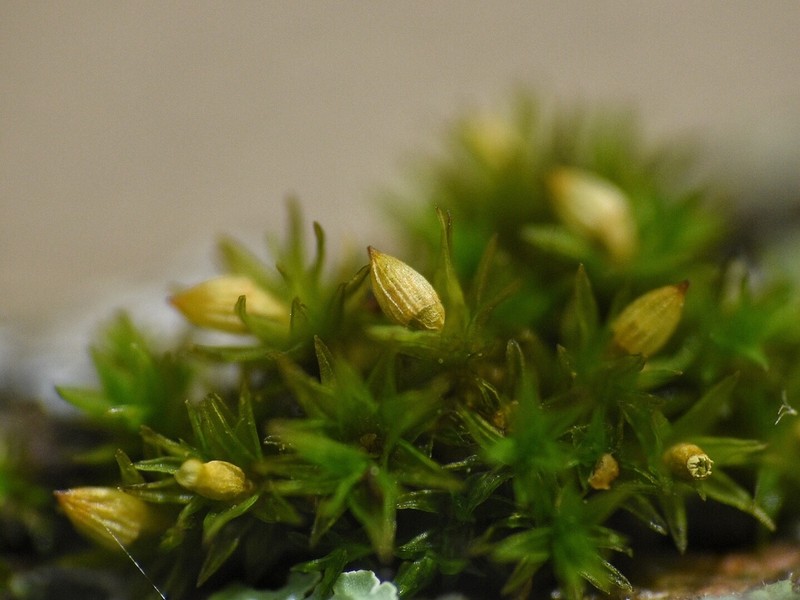 Orthotrichum Moss photo 4