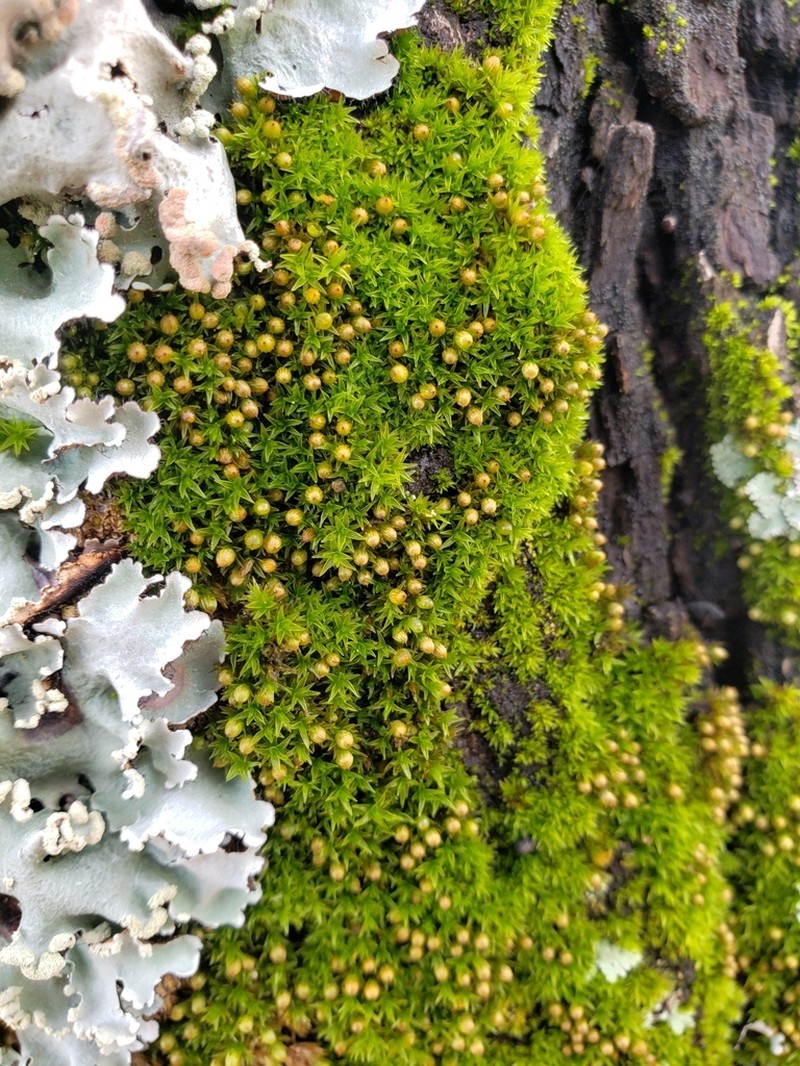 Orthotrichum Moss photo 5