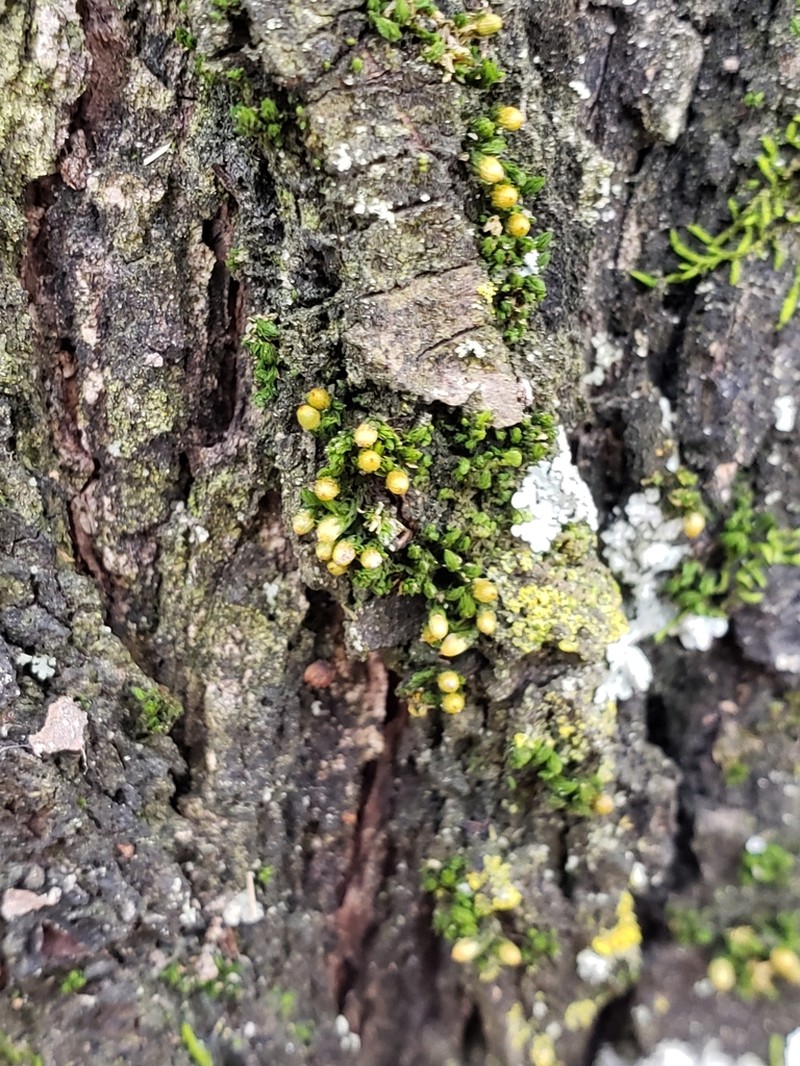 Orthotrichum Moss photo 6