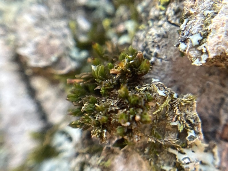 Orthotrichum Moss photo 7
