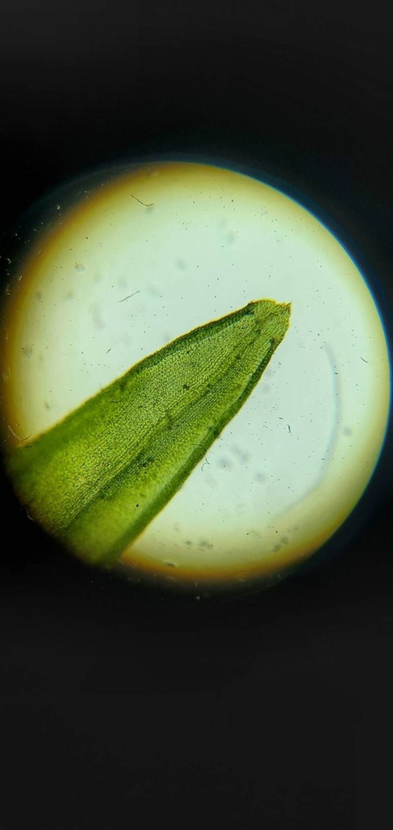 Orthotrichum Moss photo 8
