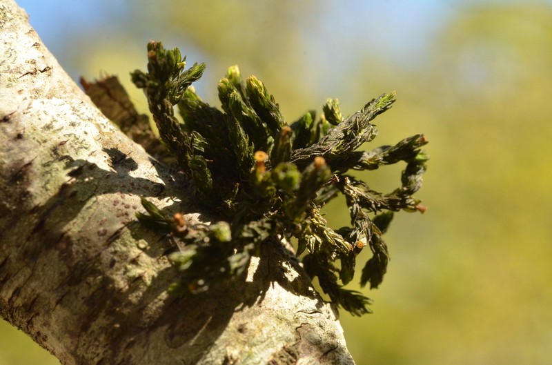 Streamside Orthotrichum Moss