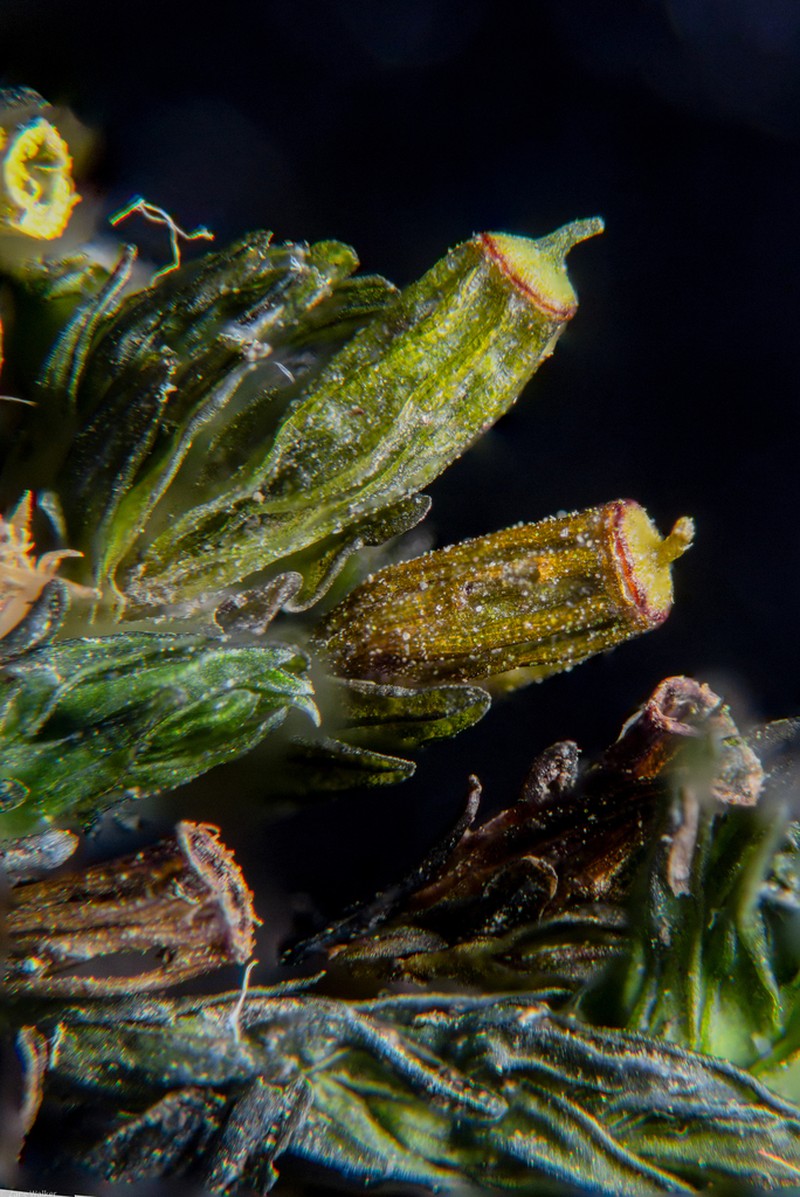 Streamside Orthotrichum Moss photo 2