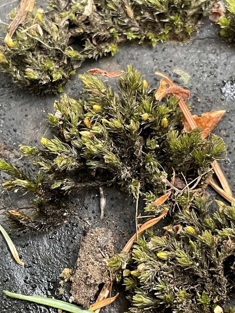 Streamside Orthotrichum Moss photo 3