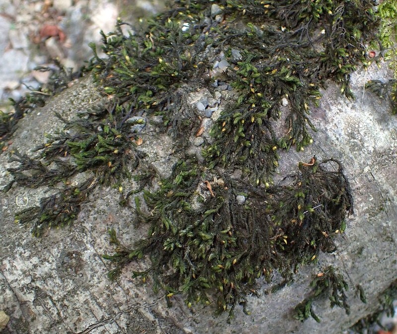 Streamside Orthotrichum Moss photo 4