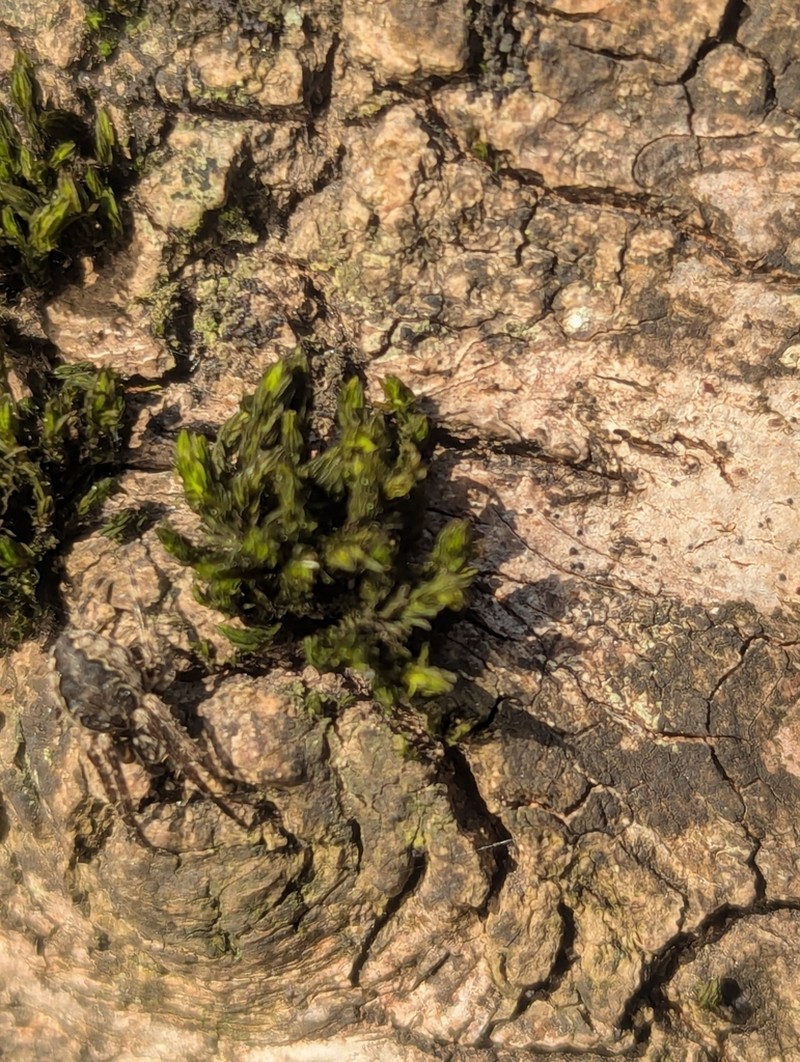 Streamside Orthotrichum Moss photo 5