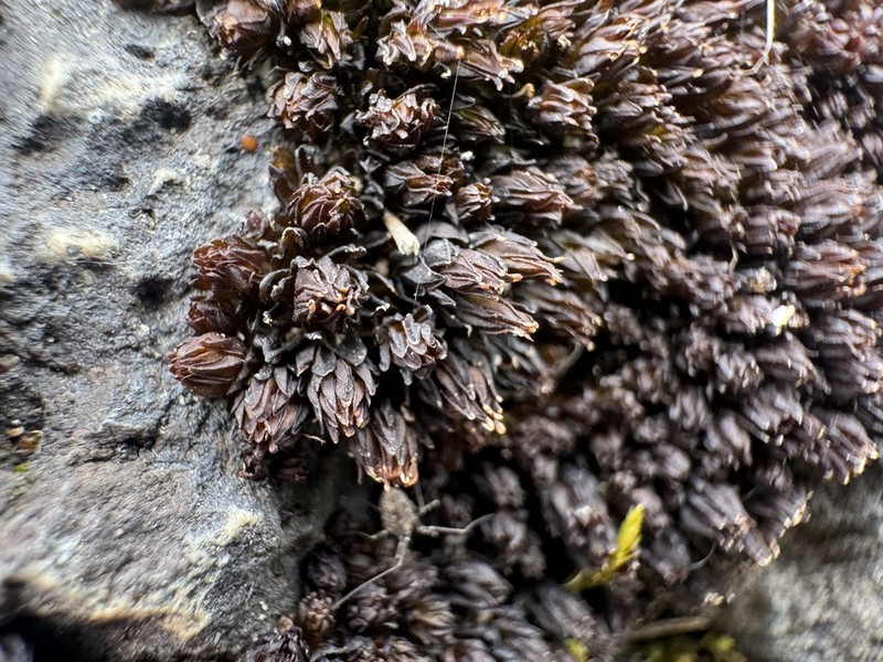 Streamside Orthotrichum Moss photo 6