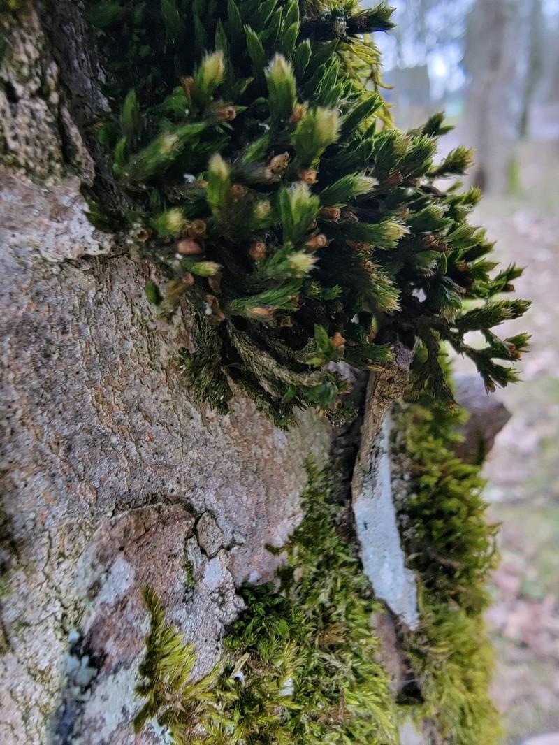 Orthotrichum Moss