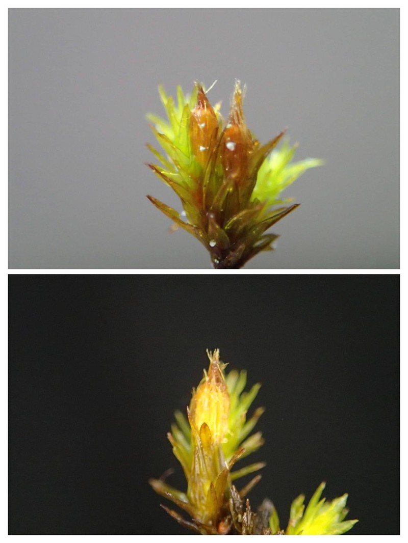Orthotrichum Moss photo 2