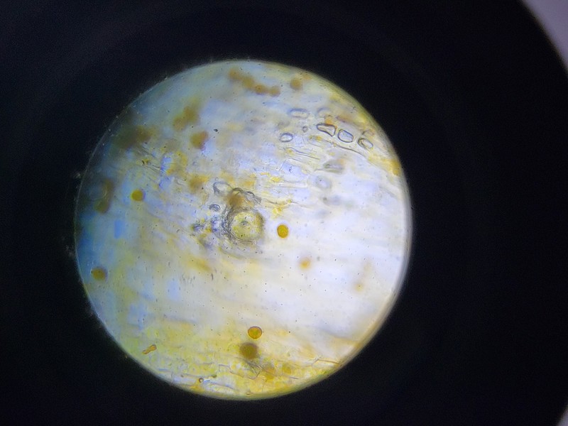 Orthotrichum Moss photo 3