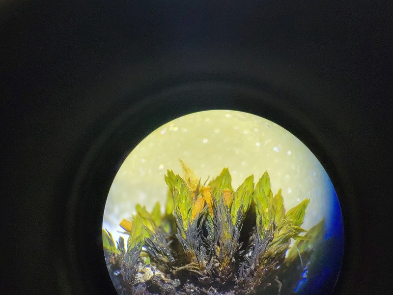 Orthotrichum Moss photo 4