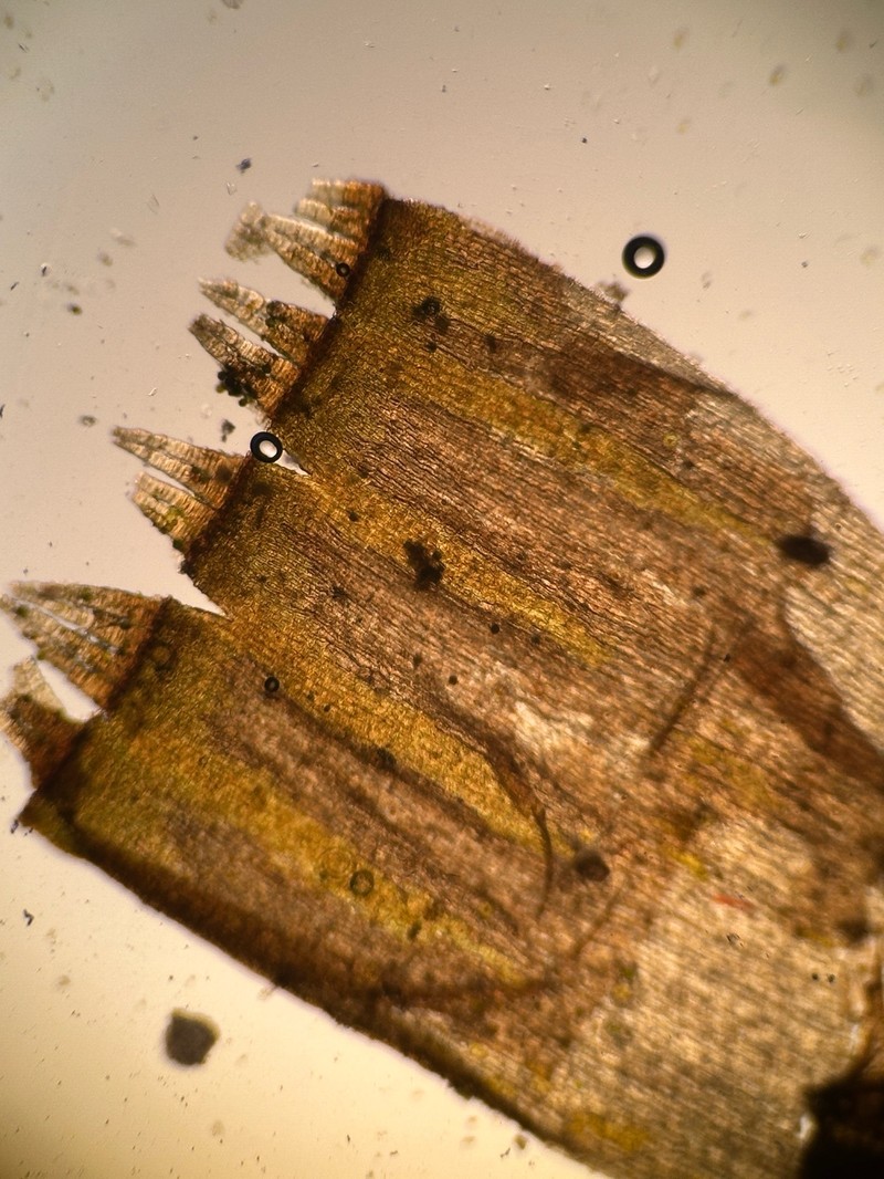 Orthotrichum Moss photo 5