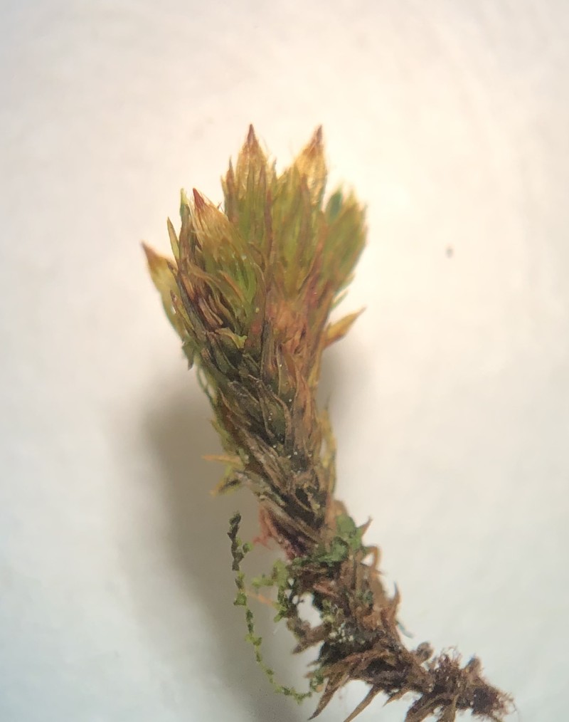 Orthotrichum Moss