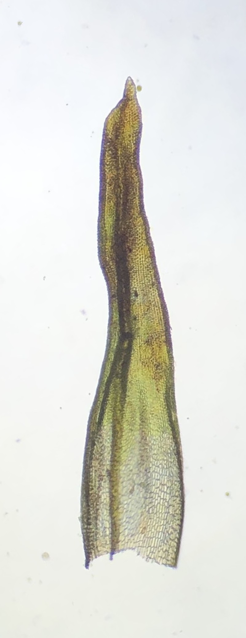 Orthotrichum Moss photo 2