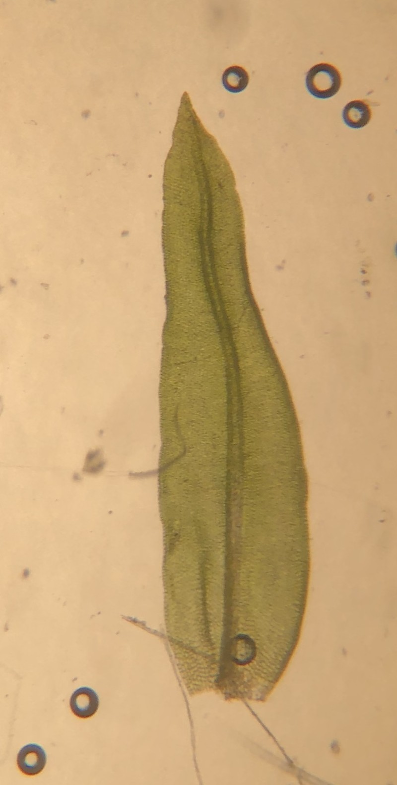 Orthotrichum Moss photo 6