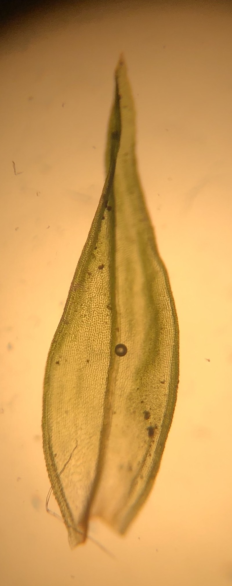 Orthotrichum Moss photo 8