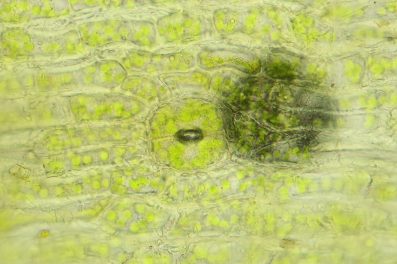 Lanceolateleaf Rock Moss