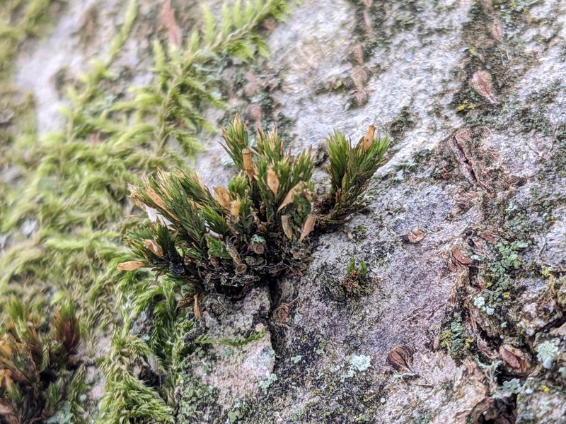 Lanceolateleaf Rock Moss photo 2