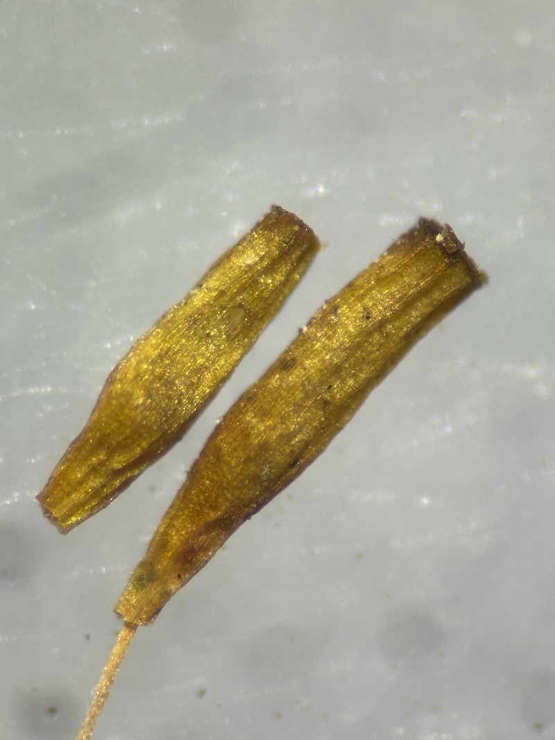 Lanceolateleaf Rock Moss photo 3