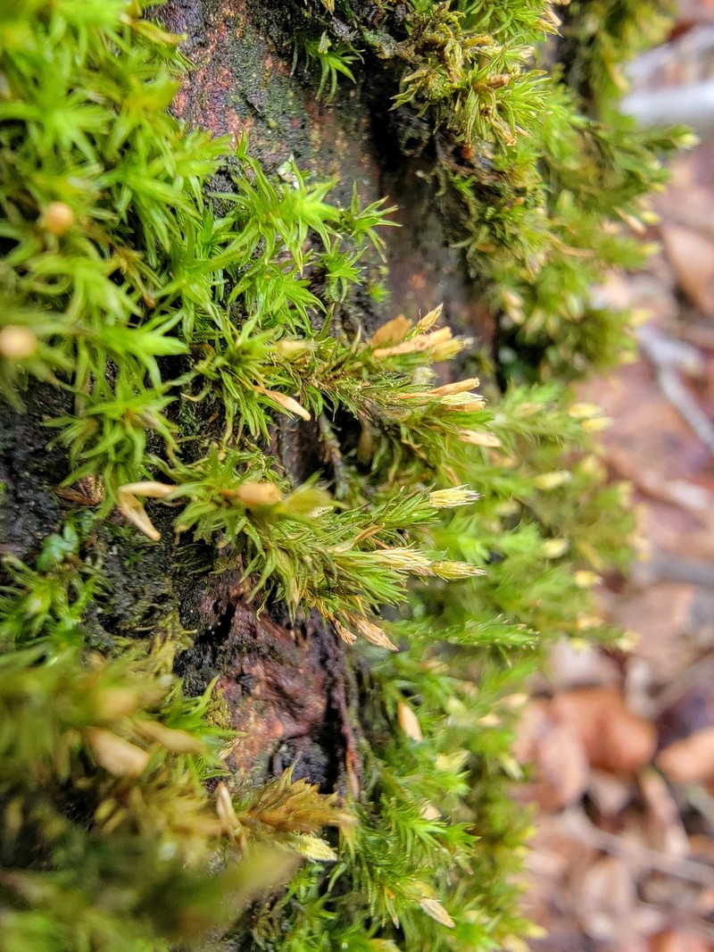 Lanceolateleaf Rock Moss photo 4