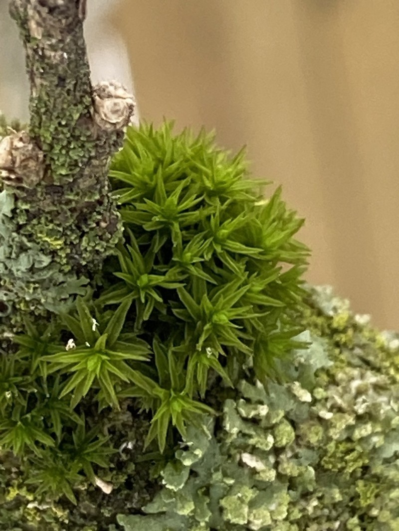Stellate Orthotrichum Moss