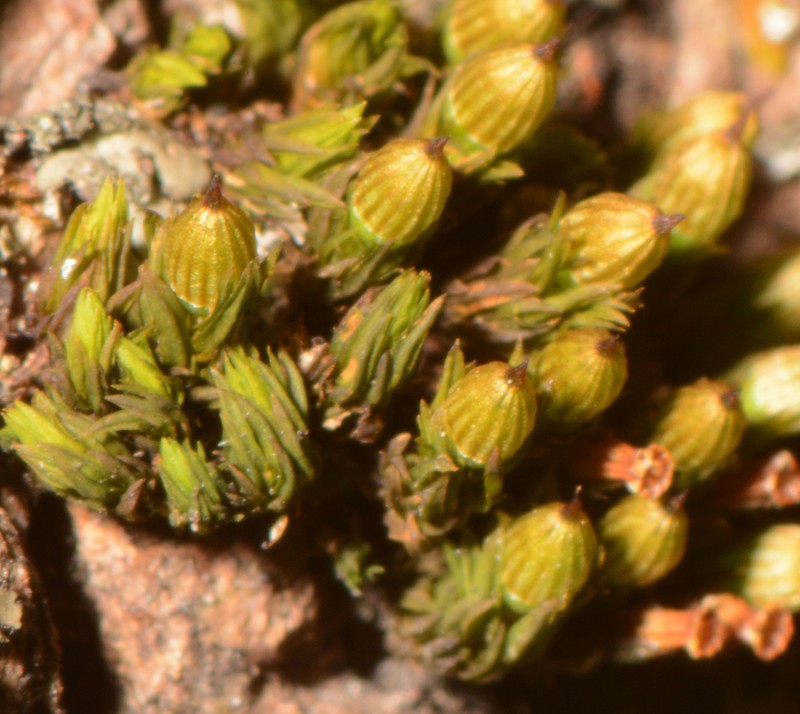 Stellate Orthotrichum Moss photo 2