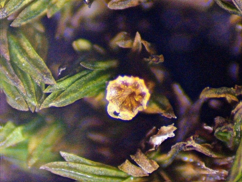 Stellate Orthotrichum Moss photo 4