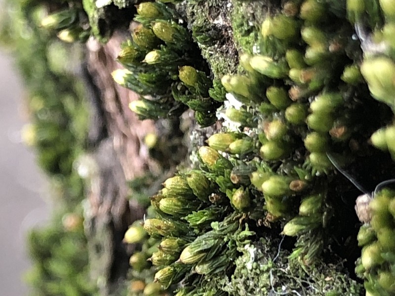 Stellate Orthotrichum Moss photo 5