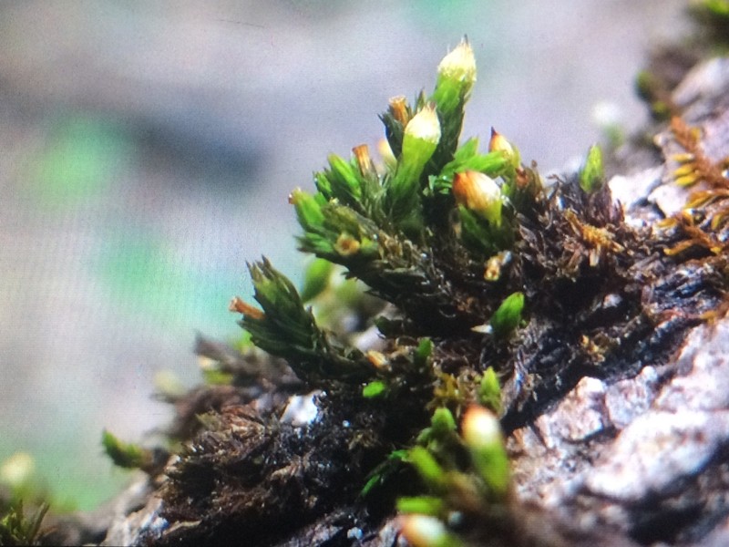 Stellate Orthotrichum Moss photo 6