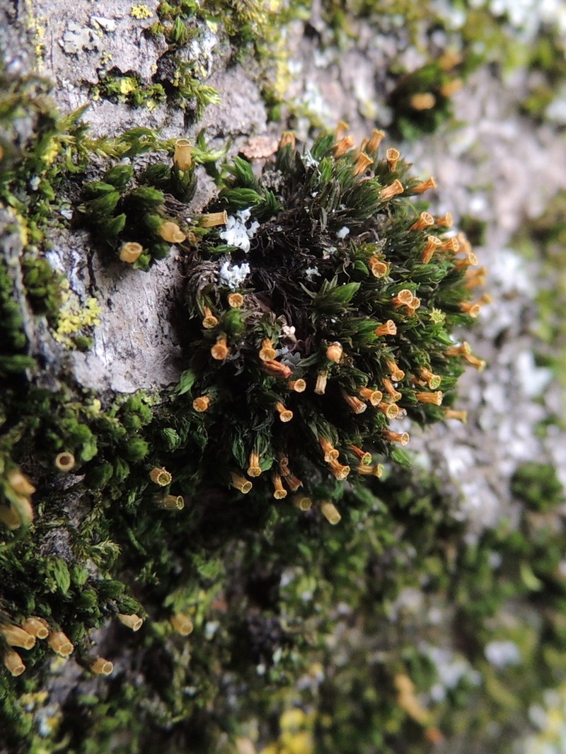 Stellate Orthotrichum Moss photo 7