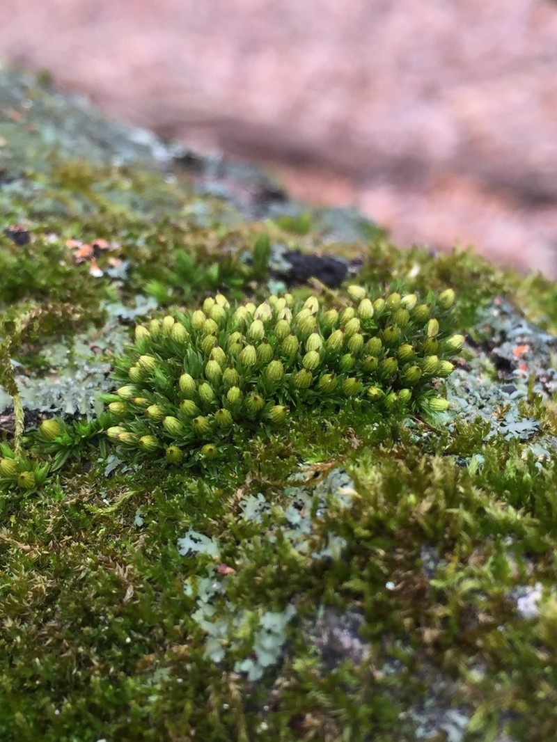 Stellate Orthotrichum Moss photo 8