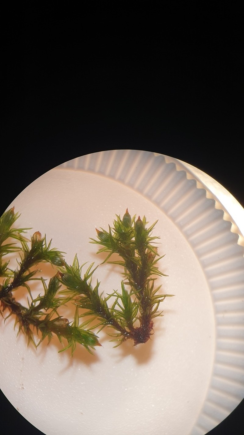 Orthotrichum Moss