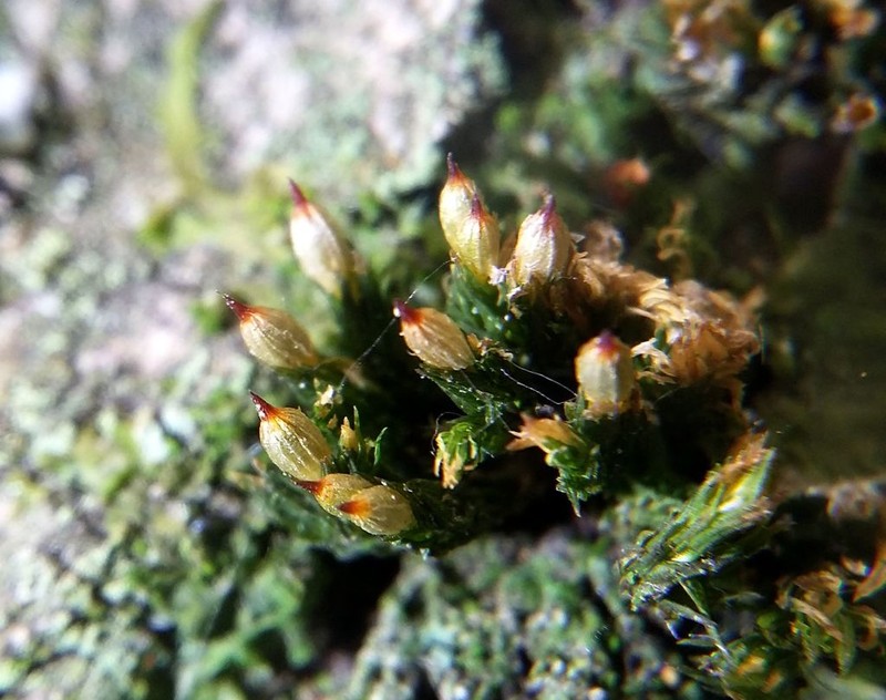 Orthotrichum Moss photo 2
