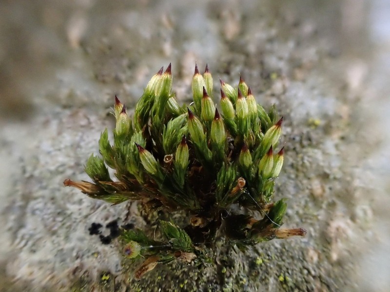 Orthotrichum Moss photo 3