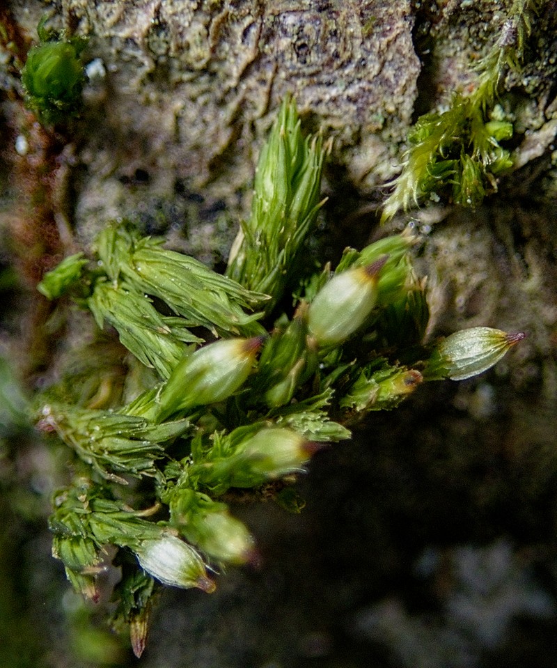 Orthotrichum Moss photo 4