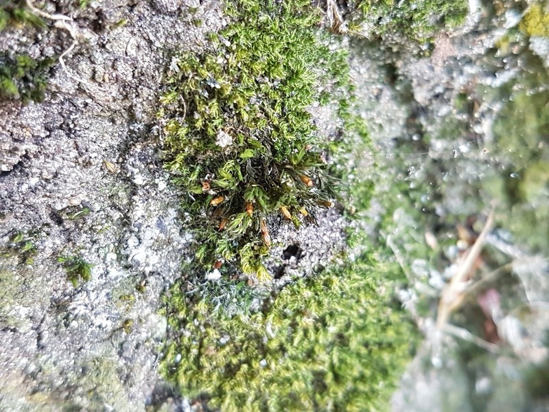 Orthotrichum Moss photo 5