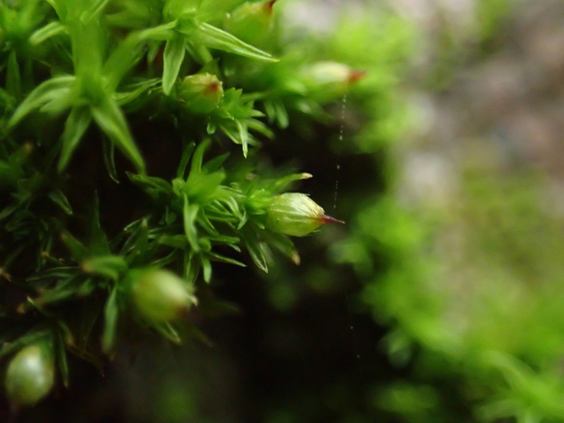 Orthotrichum Moss photo 6