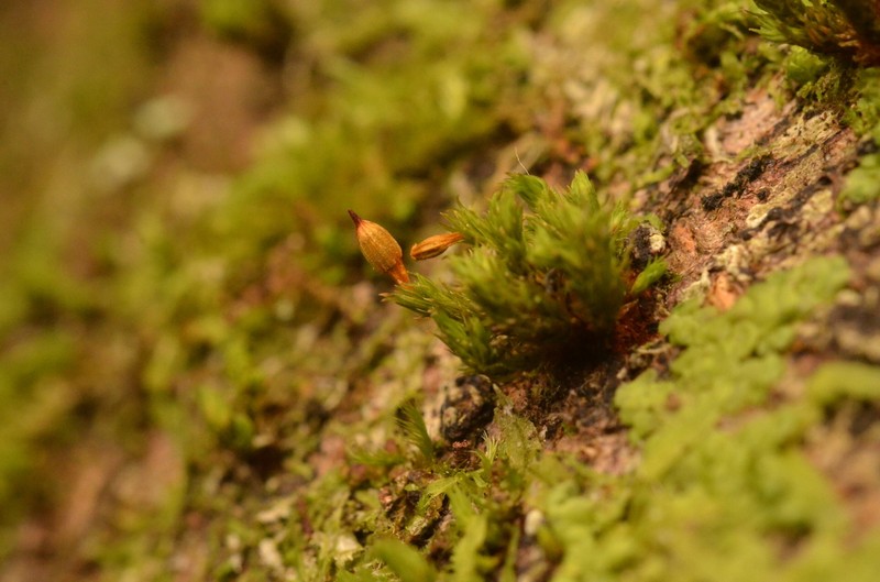 Orthotrichum Moss photo 7