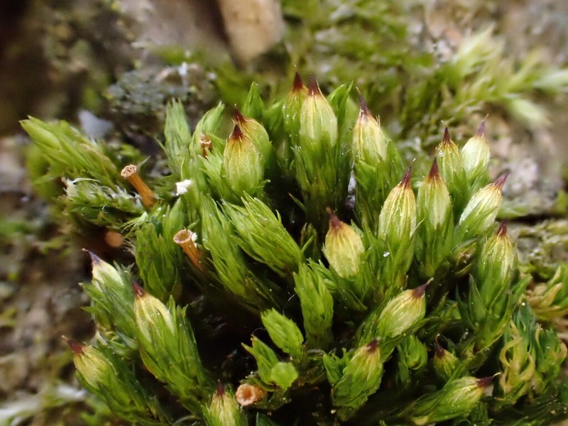 Orthotrichum Moss photo 8