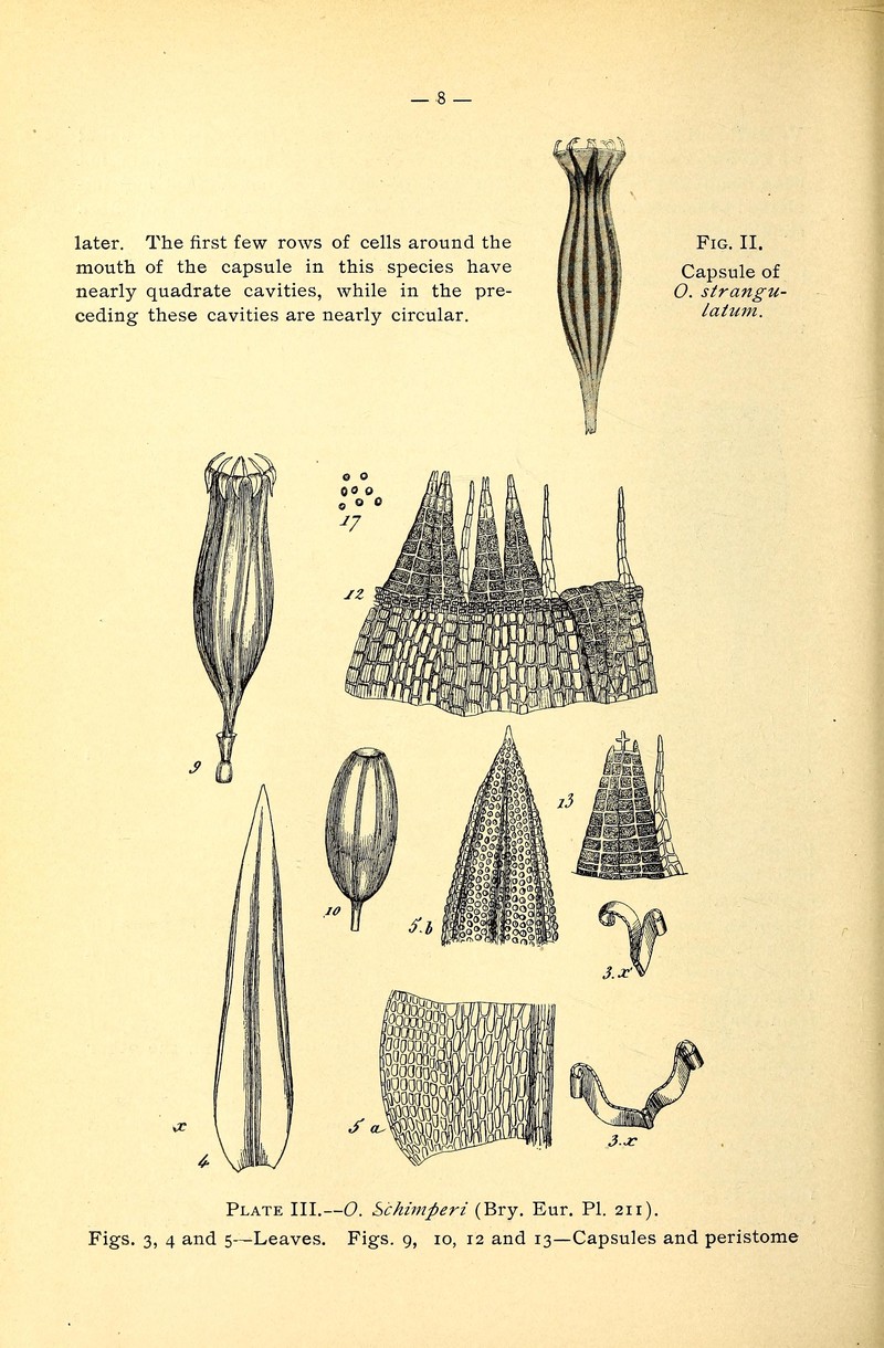 Strangulate Orthotrichum Moss