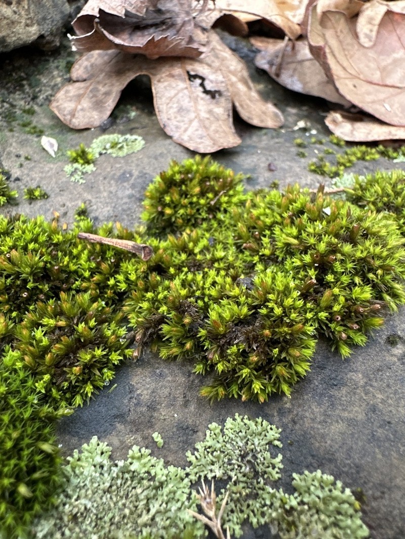 Strangulate Orthotrichum Moss photo 2