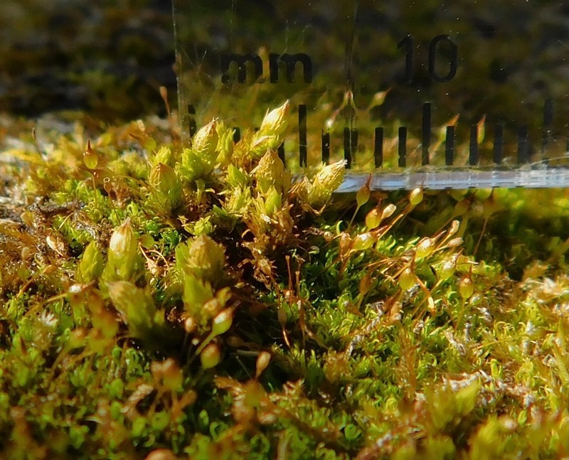Strangulate Orthotrichum Moss photo 3