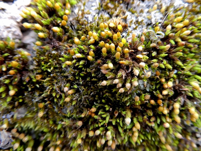 Strangulate Orthotrichum Moss photo 4