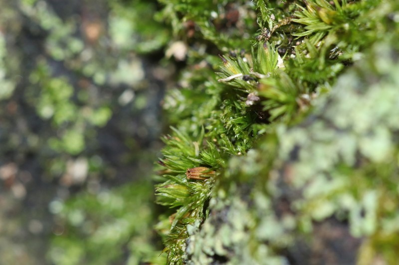 Strangulate Orthotrichum Moss photo 5