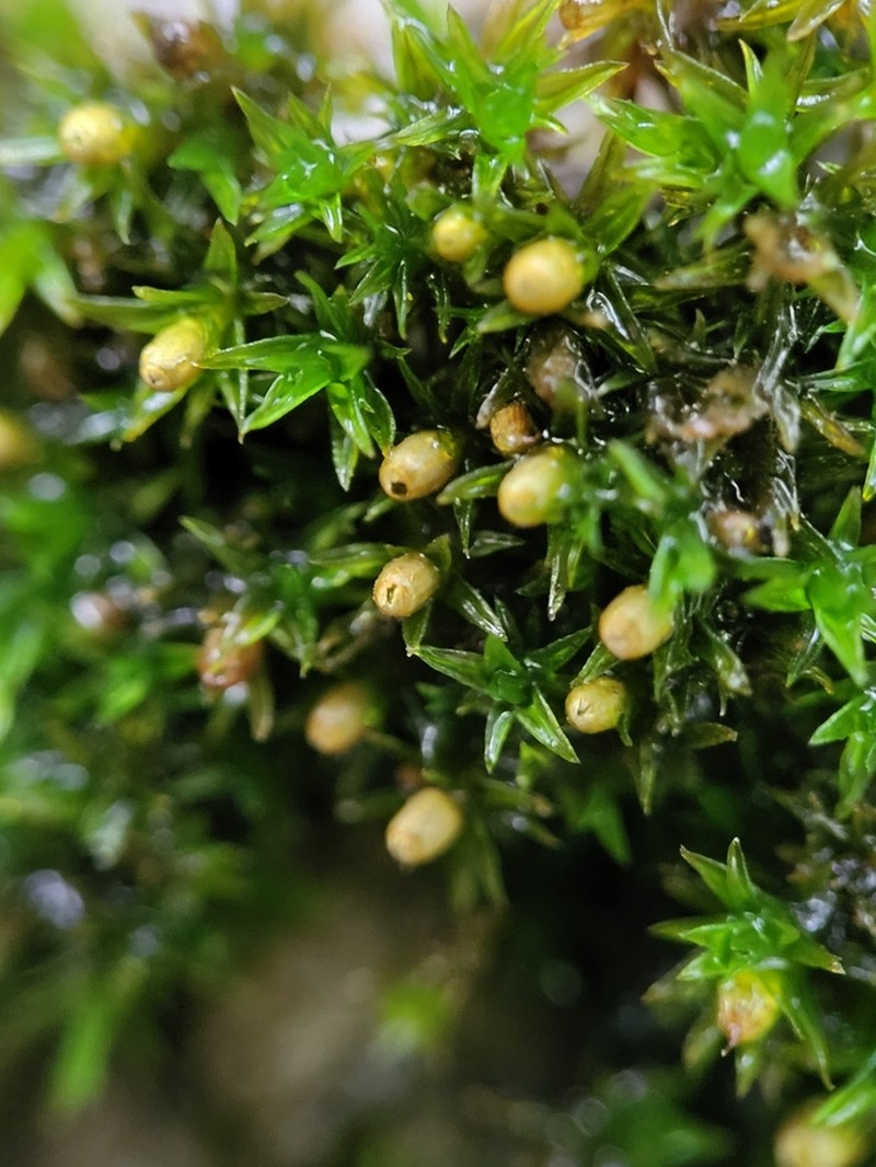 Strangulate Orthotrichum Moss photo 6